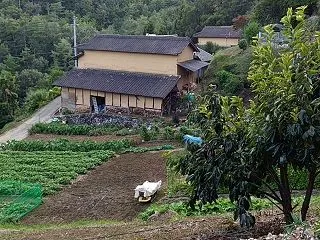 ❊随筆…葡萄物語③