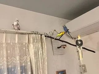 合同放鳥だー