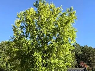 【2026池田町紅葉情報】 長福寺 大イ…