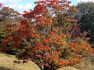 【2026池田町紅葉情報】 大峰高原 七…
