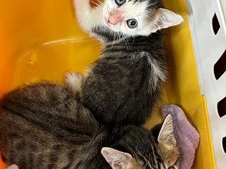 キジ白2頭、ワクチンほか完了。