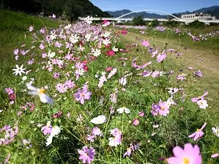 コスモス満開