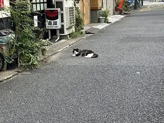 根津のネコさん