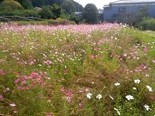 実家の近くのコスモス花畑です