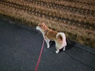 10月15日 福岡県八女市U様便器交換工…
