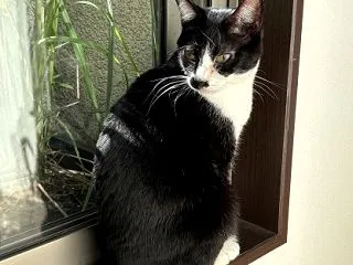 猫と日向ぼっこ