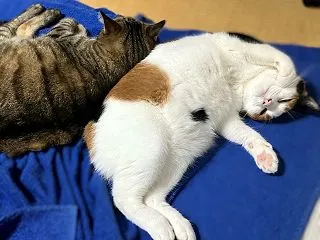 【竜操教室 塾長日記】ときどき猫