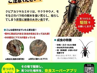 河合町 クビアカツヤカミキリにご注意くだ…