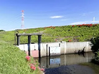 彼岸花 その７