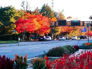 軽井沢の紅葉2026 ＊ 10/15のプ…