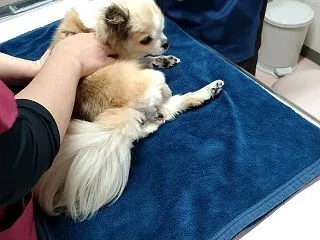 定期的な受診です。