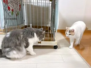リンリン、みんな待ってたよ