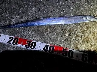 太刀魚の当たり多数も。2安打でした。