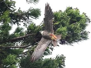 チゴハヤブサ成鳥 枝着地と飛立ち