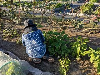 親和農業さんで🍠さつま芋頂きました💖