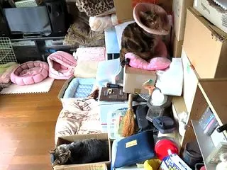 家の猫さん