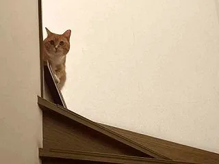 ママのお布団にIN