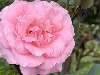 秋の薔薇