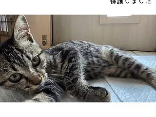 新たに仔猫を保護しました