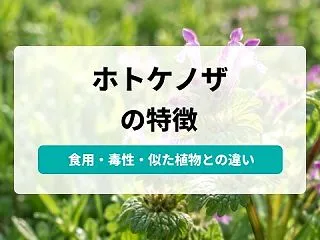 ホトケノザ（仏の座）とは？春の七草との違…