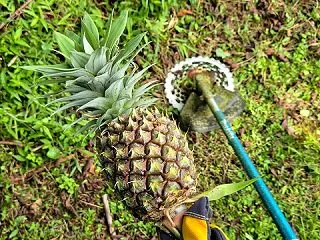 今度は野良パイン…