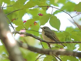 ツリバナの木に・・キビタキ