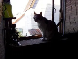 気まぐれに付き合ってくれるシロ