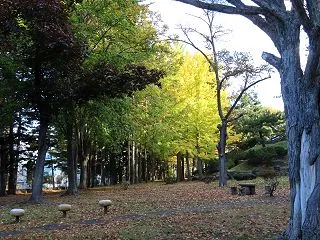 西岡公園の朝の散歩┃紅葉を探して
