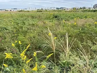 【花をたずねて鎌倉歩き】の10月の講座
