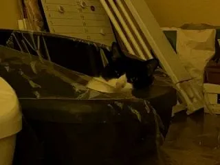 すっかり毎日猫ハラすることになったのかに…
