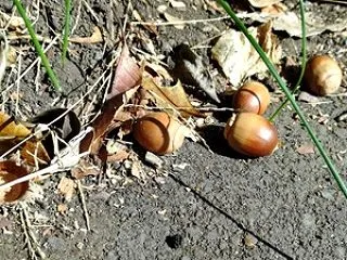 田舎に帰った歌手の衣装で宴次郎むつみライ…