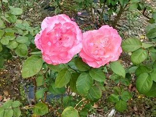 植物公園にて