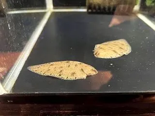 淡水魚入荷しました！
