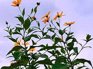 カブトムシ日記：マカマカ大往生
