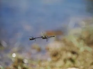 マダラナニワトンボ産卵