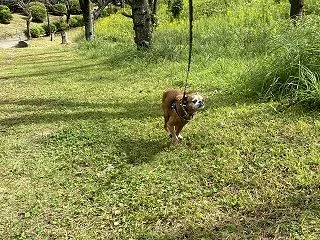シフト前におっさんぽおっさんぽ・・・・と…