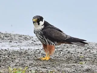 ハヤブサ 隼 2026.9.20