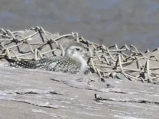 ダイゼン 大膳 2026.9.18