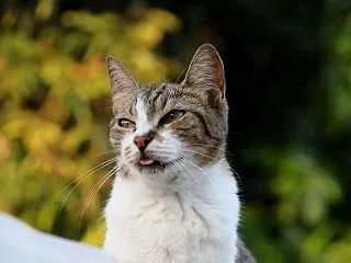 猫のキャットフード小分け保存袋の選び方｜…