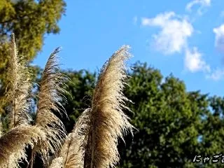 久宝寺緑地で感じる秋の香りと風（2026…