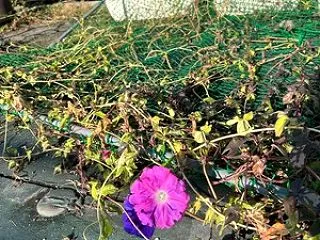 もしかして「やきもち」