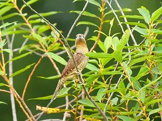 長いこと止まってくれたアリスイ！