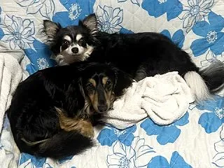 赤ずきんおばあちゃん気をつけて！
