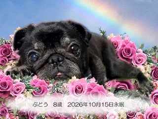 天使 ぶどうちゃん