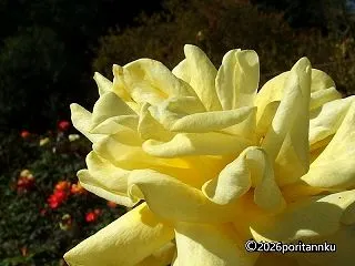 秋のバラ 