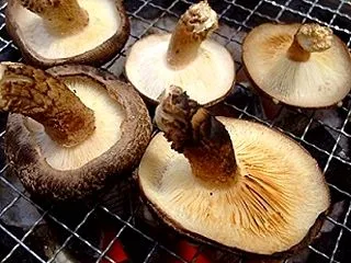 良く食べるキノコは？