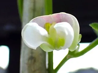 「パンダ豆」や「Gペチカ」の様子！「春菊…