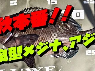 気持ちいいアタリで良型メジナGET！アジ…