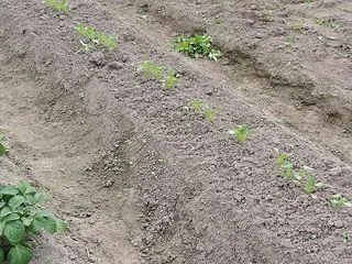 遊びの菜園―桜島大根・切葉松本地大根の今