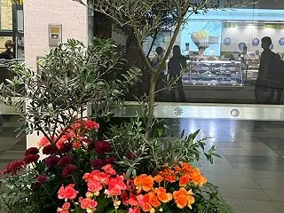 恵比寿アトレの鉢植えはオリーブの木の寄せ…